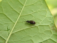 Cyrtepistomus castaneus