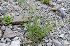Scrophularia crithmifolia