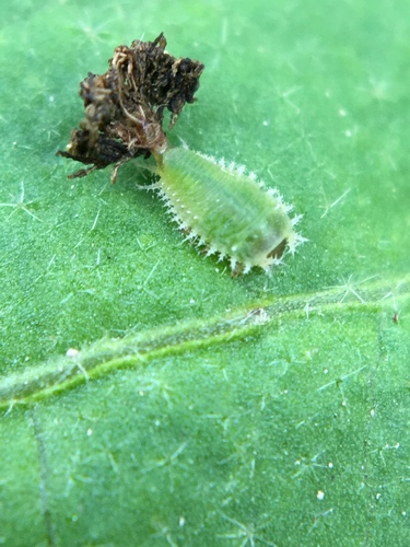 Eggplant Tortoise Beetle