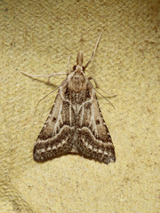 Stemmatophora borgialis