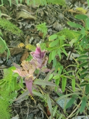 Castilleja raupii