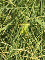 Heteracris pterosticha