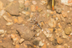 Plesiovelia