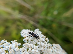 Brachyleptura