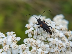 Brachyleptura