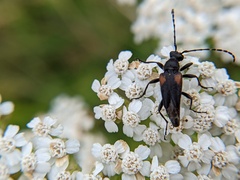 Brachyleptura