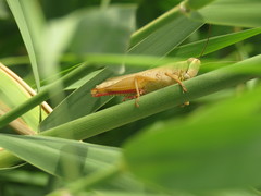 Heteracris pterosticha