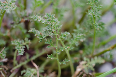 Scrophularia crithmifolia