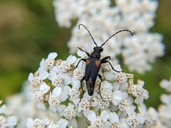 Brachyleptura