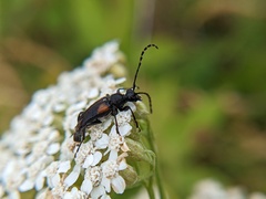 Brachyleptura