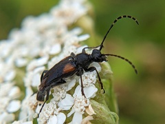 Brachyleptura