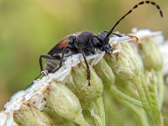 Brachyleptura