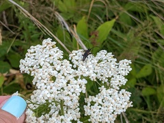 Brachyleptura