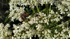 Rhynocoris iracundus