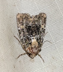 Oligia chlorostigma