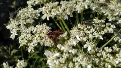 Rhynocoris iracundus