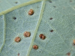 Neuroterus tantulus
