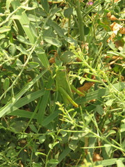 Heteracris pterosticha