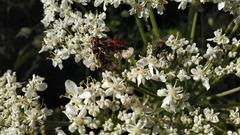 Rhynocoris iracundus