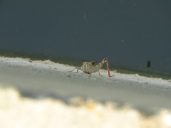 Calliptamus italicus
