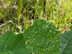 Neuroterus tantulus