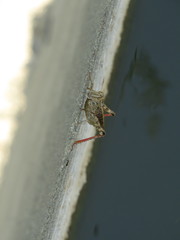 Calliptamus italicus