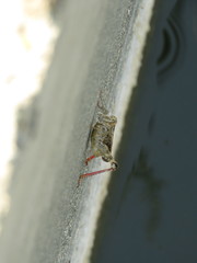 Calliptamus italicus