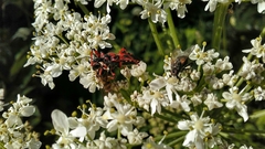 Rhynocoris iracundus