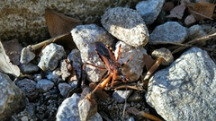 Rhynocoris iracundus