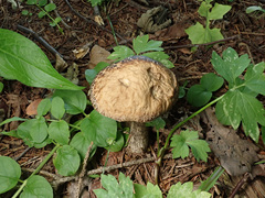 Leccinellum pseudoscabrum