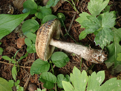 Leccinellum pseudoscabrum