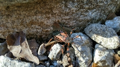 Rhynocoris iracundus