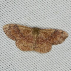 Leptostales ferruminaria