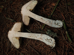 Leccinellum pseudoscabrum