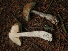 Leccinellum pseudoscabrum