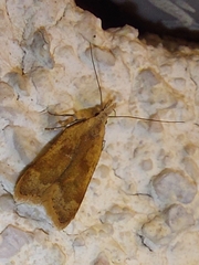 Dichomeris derasella