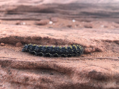 Hemileuca eglanterina