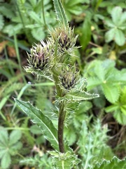 Cirsium osterhoutii