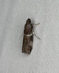 Quasisalebria atratella