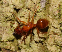 Notoncus spinisquamis