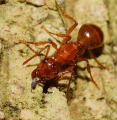 Notoncus spinisquamis