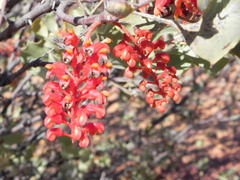 Grevillea wickhamii