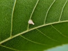 Caryomyia sanguinolenta