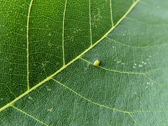 Caryomyia sanguinolenta