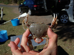 Ovalipes australiensis