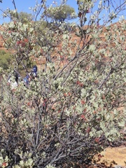 Grevillea wickhamii