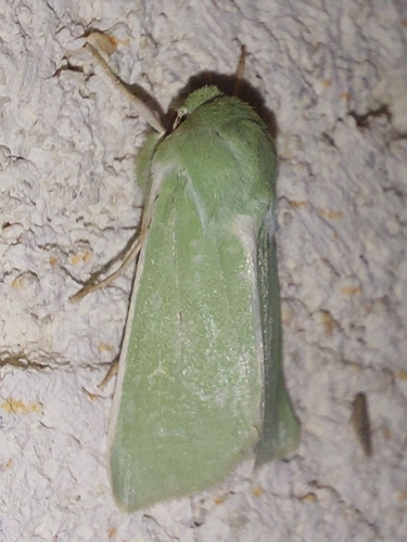 Burren Green