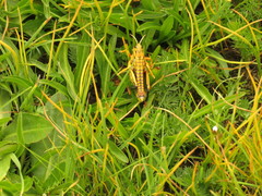 Paranocaracris rubripes