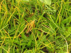 Paranocaracris rubripes