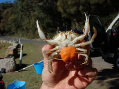 Ovalipes australiensis